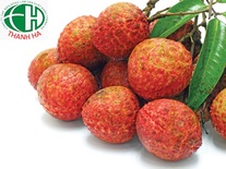 Vải tươi